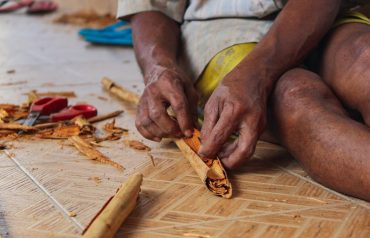 Cinnamon production, Sri Lanka.